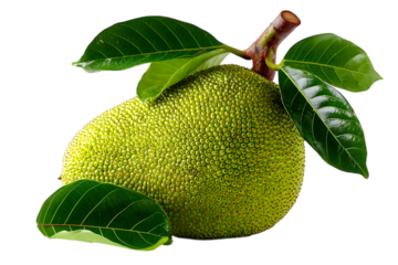whole jackfruit isolated on white background, Exotic tropical fruit, Thai fruit