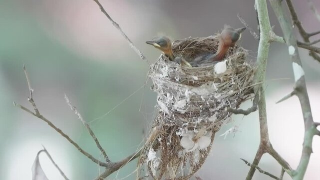 Black-capped flycatchers build nests and raise their young on dry branches above the Chet Khot waterfall in Khao Yai National Park.
