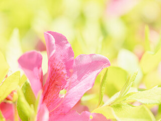 ピンク色のツツジの花のアップ09
