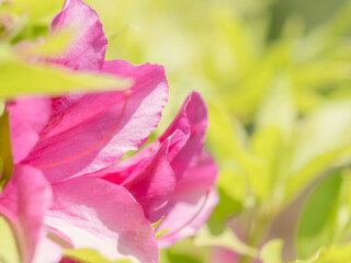 Fototapeta premium ピンク色のツツジの花のアップ14