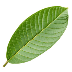 Obraz premium Guava leaf isolated on a transparent background
