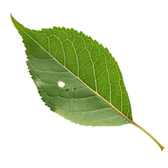 Obraz premium Leaf with bite mark isolated on a transparent background