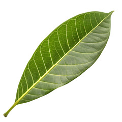 Mango leaf isolated on a transparent background