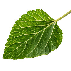 Obraz premium Marigold leaf isolated on a transparent background