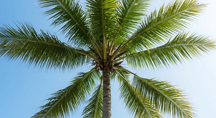 Majestic Coconut Palm Tree Against a Vivid Blue Sky
