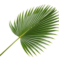 Obraz premium Palm leaf isolated on a transparent background