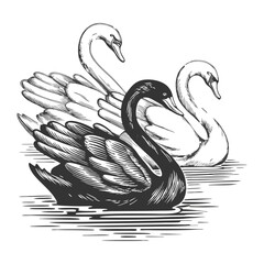 black swan surrounded by white swans, representing an outlier, rarity, or unexpected disruptive force sketch