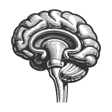 tracing the spinothalamic tract, showing how pain and temperature signals travel from the body through the spinal cord to the brain diagram hand drawn schematic vector.