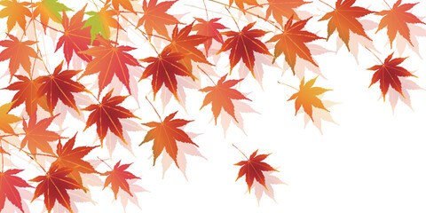 紅葉　もみじ　秋　背景	