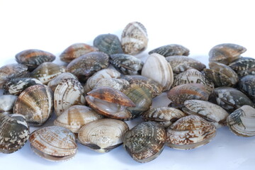 Clams on white background. Seafood.