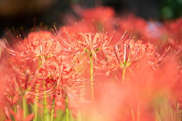 彼岸花・曼珠沙華のクローズアップ｜秋の風物詩