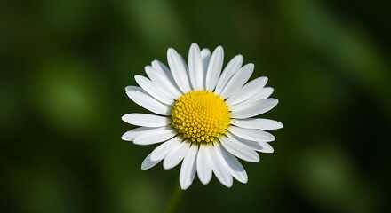 White daisy with yellow center &ndash; macro detail