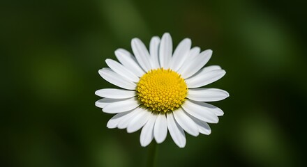 White daisy with yellow center &ndash; macro detail