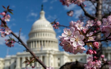 Paris, France ,Romantic Spring, Capitol Blossoms in Spring