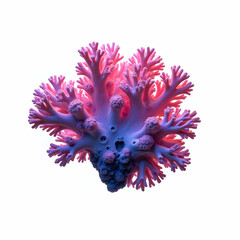 Beautiful Colorful Coral With Wonderful Branching On White Background