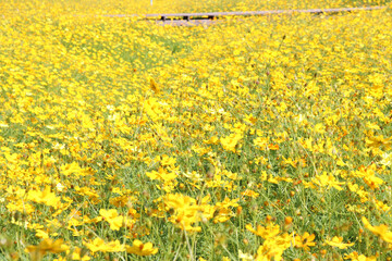 Obraz premium Yellow flowers in the park