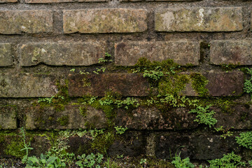 Pared de ladrillos antiguos con musgo y vegetación natural creciendo