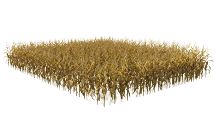 Dense golden cornfield stretches afar