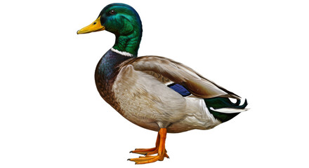Obraz premium Mallard duck isolated against black backdrop