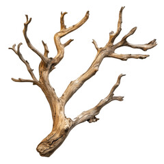 Twisted Driftwood Branch Isolated on Black Background