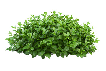 Fototapeta premium Lush Green Bush Isolated on White Background Perfect for Landscaping Designs and Garden Projects