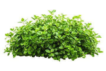 Obraz premium Lush Green Bush Isolated on White Background Perfect for Landscaping Designs and Garden Projects