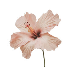 Delicate close up of a blooming blush hibiscus flower isolated on black background