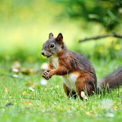 squirrel in the park