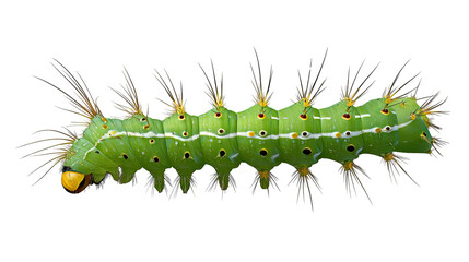 Fototapeta premium Green Caterpillar Close-Up: Vibrant green caterpillar with prominent bristles and distinctive markings crawling. Macro photography showcasing intricate details of nature's smallest creatures. 
