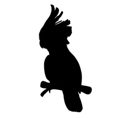 Silhouette Bird Illustration Set