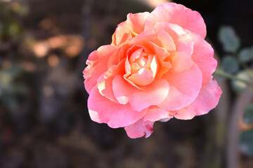 Beautiful pink rose flower closeup in garden, A very beautiful pink yellow rose flower bloomed on the rose tree, Rose flower closeup, bloom flowers, Natural spring flower floral background
