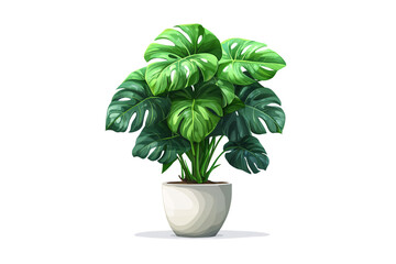 Obraz premium A monstera plant, this time in a light ceramic pot, featuring darker, richly textured foliage, isolated on a transparent background
