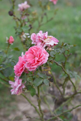 Beautiful pink rose flower closeup in garden, A very beautiful pink yellow rose flower bloomed on the rose tree, Rose flower closeup, bloom flowers, Natural spring flower floral background