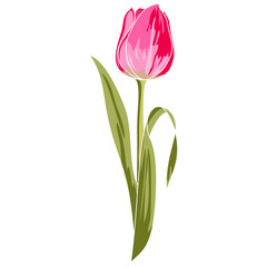 Hand drawn tulips PNG format for decorating various pieces.
