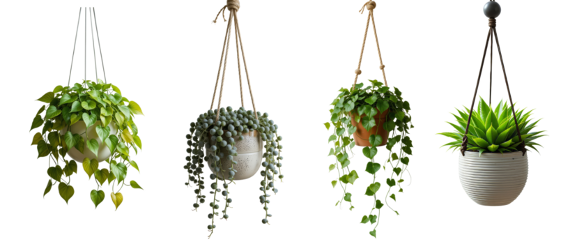 PNG Hanging plants enhance decor beautifully, element set on transparent background 