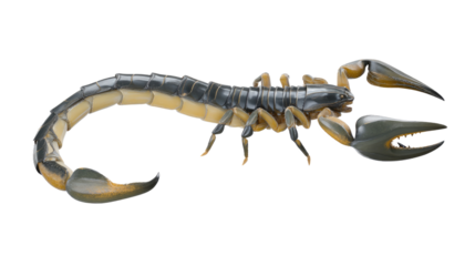 Scorpion Portrait: A detailed close-up of a formidable scorpion showcases its intricate body structure, pincers, and the menacing stinger, set against a stark background. 