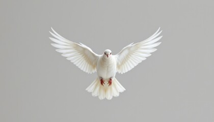 Obraz premium Graceful white dove in flight indoor studio animal photography minimalistic setting close-up perspective symbol of peace
