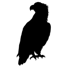Silhouette Eagle Illustration Set