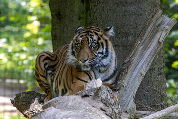 tigre de Sumatra