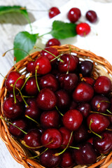 Tasty sweet cherries in a summer garden, harvesting