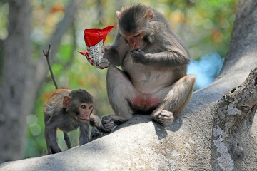 Monkeys in the Sundarbans eating food given by tourists