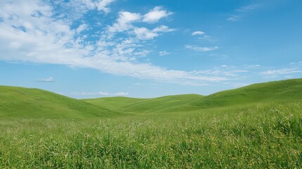 Obraz premium Green Grassy Field with Rolling Hills and Blue Sky with Puffy White Clouds in a Sunny Day