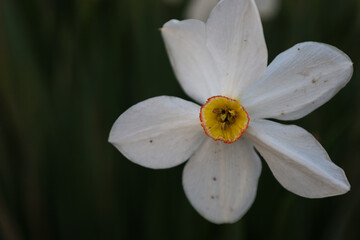 Obraz premium A close-up of a white narcissus flower with a yellow and red center, set against a blurred dark green background. The flower has five petals and appears delicate and elegant.