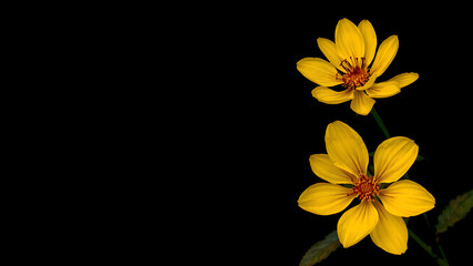 Fototapeta premium Yellow flower on black background with copy space for text placement. Elegant floral design element with vibrant petals.
