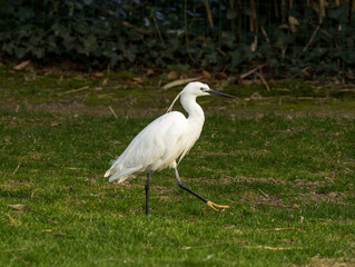 Aigrette garzette