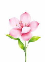 Elegant Pink Flower on White Background
