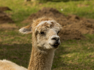 Obraz premium Alpaga