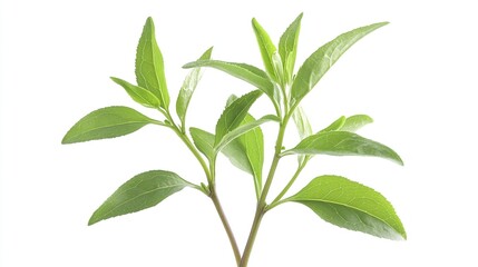 Obraz premium Fresh green leaves on stems