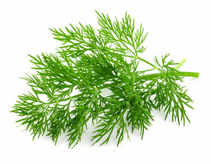 Fototapeta premium Fresh Green Dill Herb Isolated On White Background