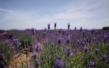 Fototapeta premium Provence, France Countryside & Vineyards, Lavender field blossoms in sunlight